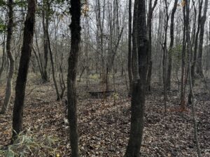 View from the lot